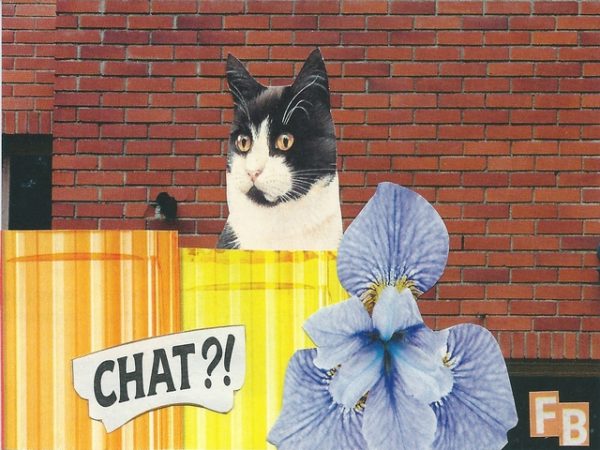 Chat?! Collage papier le Bureau du Secret